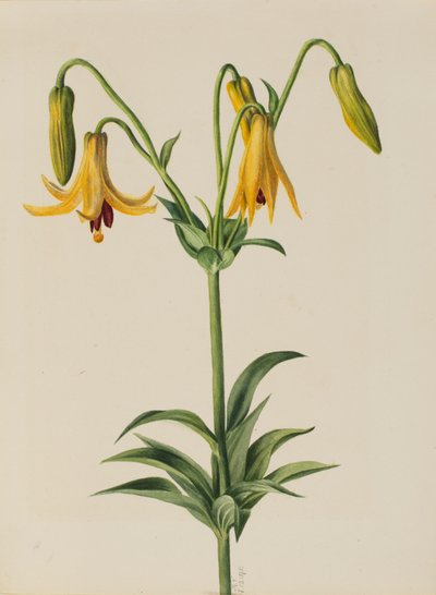 Canadese lelie (Lilium canadense) door Mary Vaux Walcott