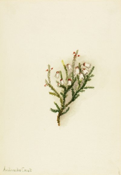 Cassiope Cassiope mertensiana, ca. 1900-1905 door Mary Vaux Walcott