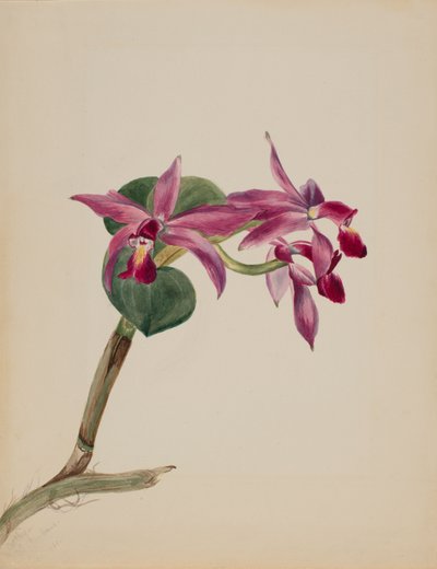 Cattlaya superbus, 1881 door Mary Vaux Walcott