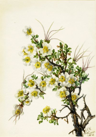 Cliffrose Cowania stanshuriana, 1934 door Mary Vaux Walcott