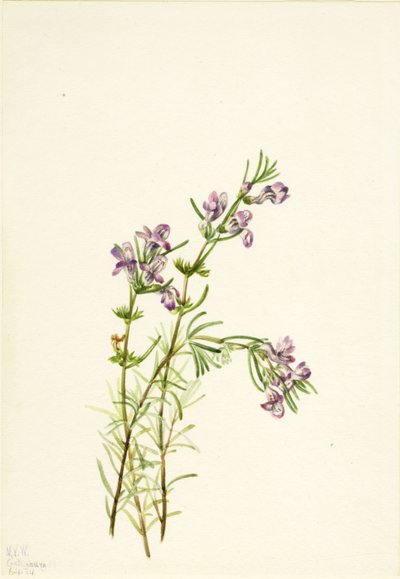 Conradina verticillata door Mary Vaux Walcott