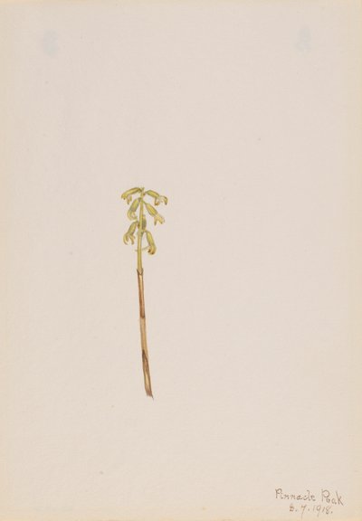 Corathorhiza corallorhiza door Mary Vaux Walcott