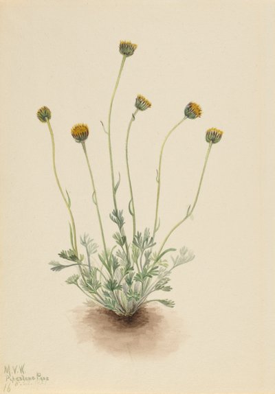 Knipbladvlo (Erigeron compositus nudus) door Mary Vaux Walcott