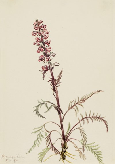 Elephanthead (Pedicularis groenlandica) door Mary Vaux Walcott
