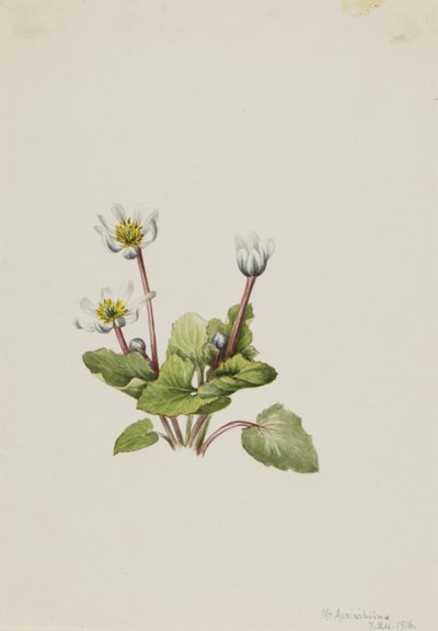 Elkslip (Caltha leptosepala) door Mary Vaux Walcott