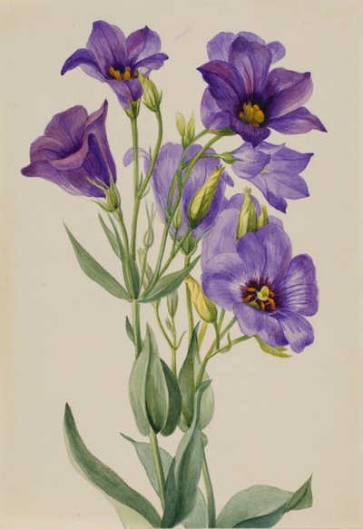 Eustoma russelianum door Mary Vaux Walcott