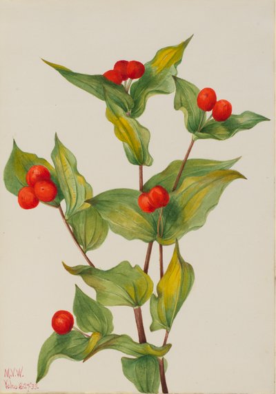 Feeënklokken Disporum hookeri, 1933 door Mary Vaux Walcott