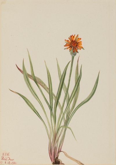 Valse paardenbloem (Agoseris aurantiaca) door Mary Vaux Walcott