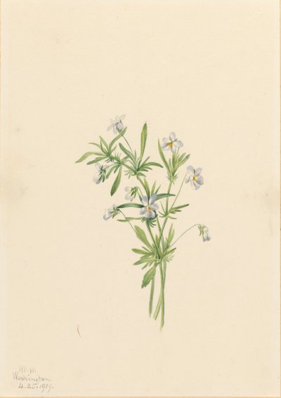 Veldviooltje (Viola rafinesquii) door Mary Vaux Walcott