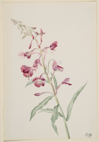 Vuurkruid (Epilobium angustifolium) door Mary Vaux Walcott