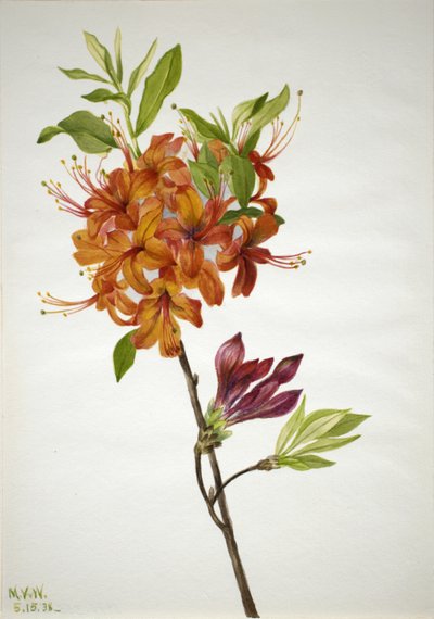 Vlam Azalea Rhododendron speciosum, 1938 door Mary Vaux Walcott