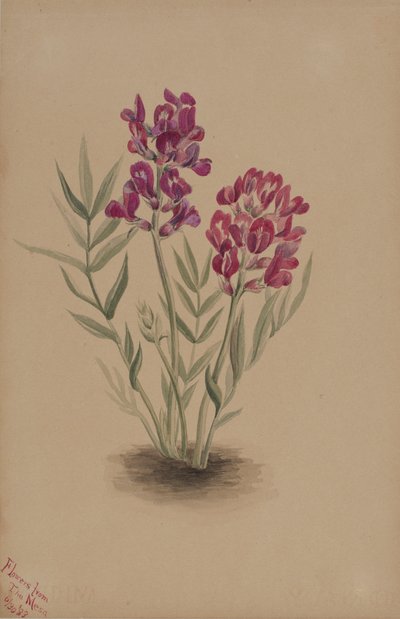 Bloemen van de Mesa door Mary Vaux Walcott