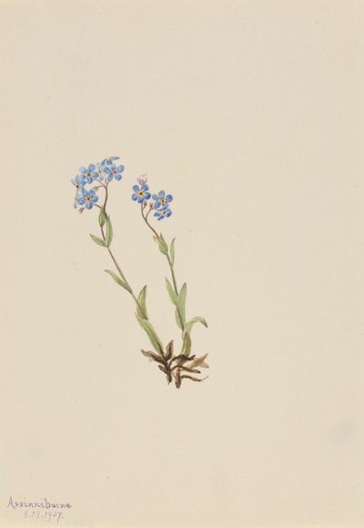 Vergeet-mij-niet Myosotis alpestris, 1907 door Mary Vaux Walcott