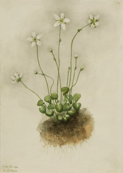 Gevlamde parnassia (Parnassia fimbriata) door Mary Vaux Walcott