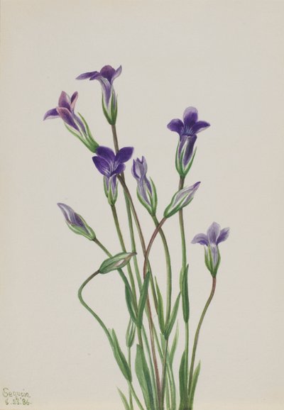 Gentiaan Gentiana holopetala, 1936 door Mary Vaux Walcott