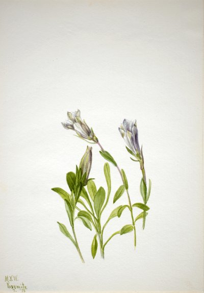 Gentiaan Gentiana newberri, 1938 door Mary Vaux Walcott