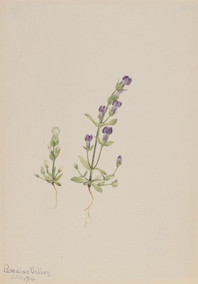 Gentiana propingua, 1916 door Mary Vaux Walcott