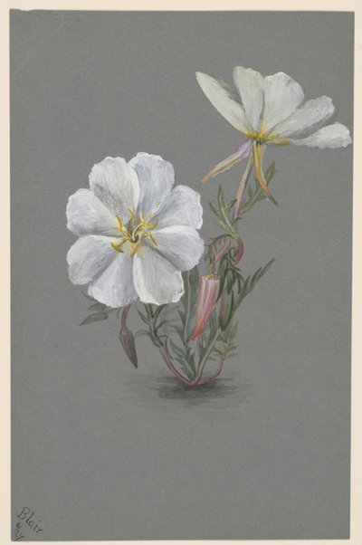 Reuzenleeuwenbek (Epipactia gigantea) door Mary Vaux Walcott