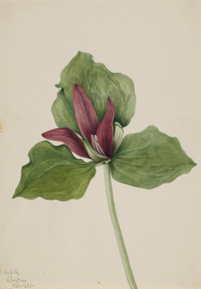 Reuzen-Trillium Trillium chloropetalum, 1921 door Mary Vaux Walcott