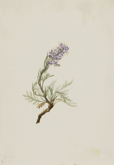 Grauwe Phacelia (Phacelia sericea) door Mary Vaux Walcott