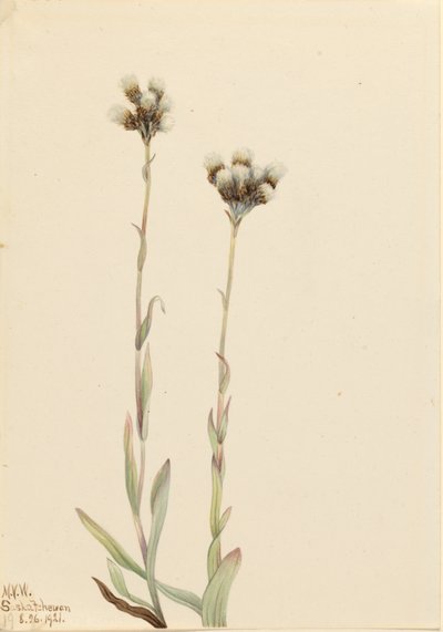 Grijze stekelvaren (Antennaria howellii) door Mary Vaux Walcott