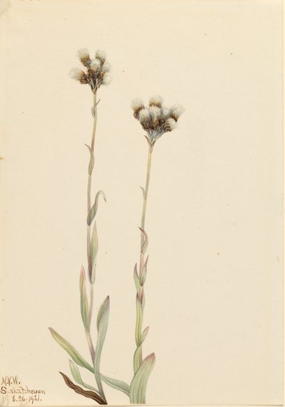 Grijze Kattenpootjes Antennaria howellii, 1921 door Mary Vaux Walcott