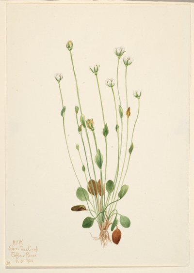 Echte zeekraal (Senecio canus) door Mary Vaux Walcott