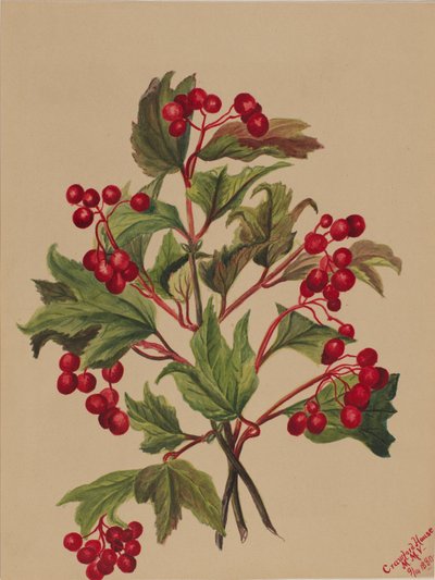 Korhoenderbes (Viburnum americanum) door Mary Vaux Walcott