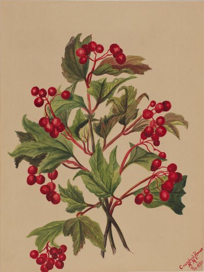 Grouseberry Viburnum americanum, 1880 door Mary Vaux Walcott