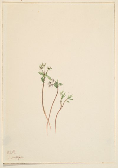 Voorjaarsbode (Erigenia bulbosa) door Mary Vaux Walcott