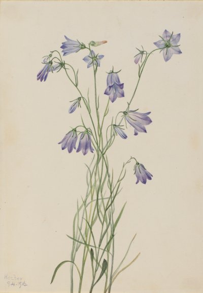 Haasklokje (Campanula rotundifolia) door Mary Vaux Walcott
