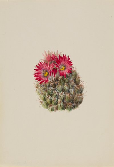 Egelcactus Coryphantha arizonica, 1933 door Mary Vaux Walcott