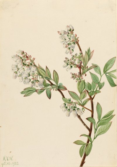Highbush bosbes (Vaccinium corymbosum) door Mary Vaux Walcott