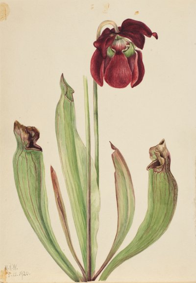Hybride bekerplant Sarracenia rubra xs purpurea venosa, 1920 door Mary Vaux Walcott