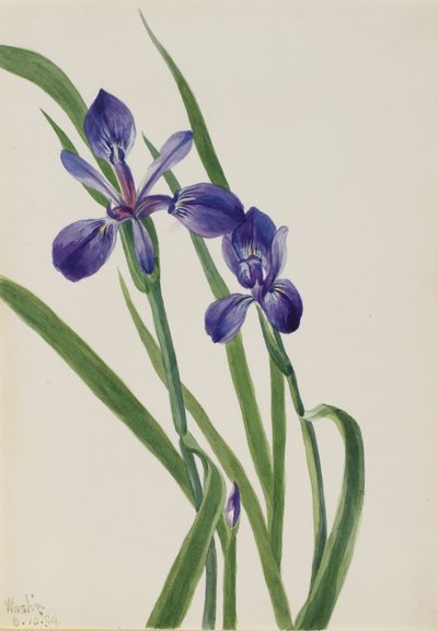 Iris Iris soorten, 1939 door Mary Vaux Walcott