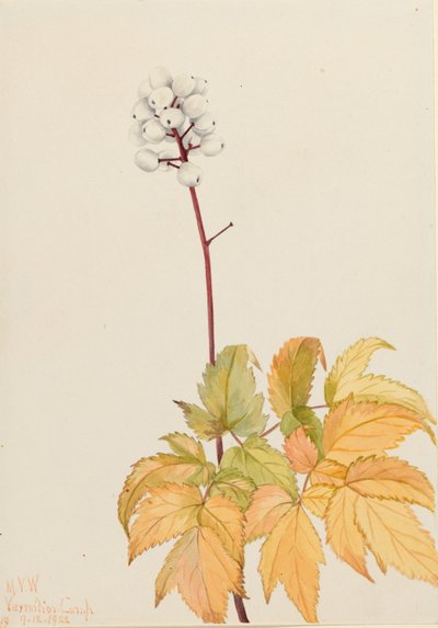 Ivoorbes (Actaea arguta) door Mary Vaux Walcott