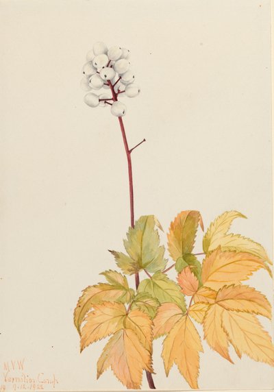 Ivory Baneberry Actaea arguta door Mary Vaux Walcott
