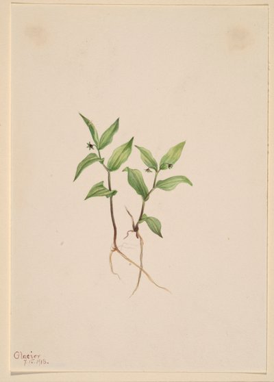 Kruhsea (Kruhsea streptopoides) door Mary Vaux Walcott