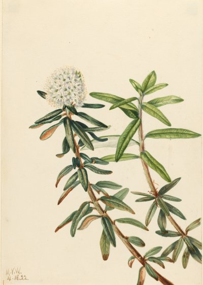 Labrador Tea (Ledum groenlandicum) door Mary Vaux Walcott