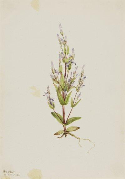 Laddergentiaan Gentiana acuta, 1916 door Mary Vaux Walcott