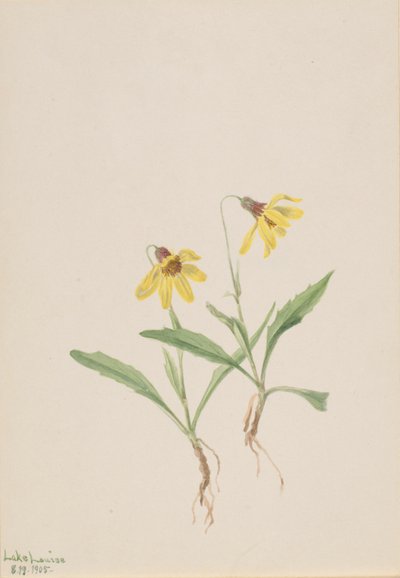 Arnica meer Louise (Arnica louisiana) door Mary Vaux Walcott