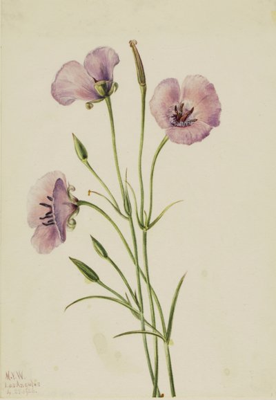 Lila Mariposa (Calochortus splendens) door Mary Vaux Walcott