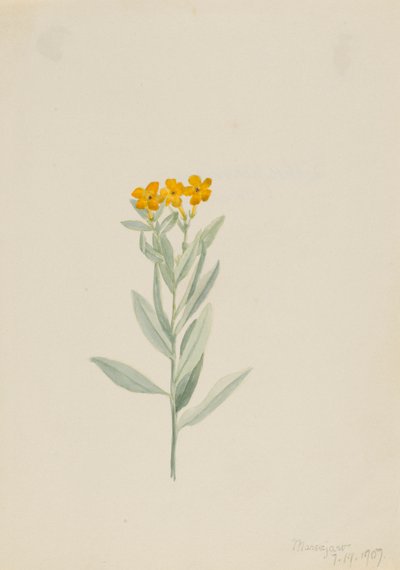 Lithospermum canescens door Mary Vaux Walcott