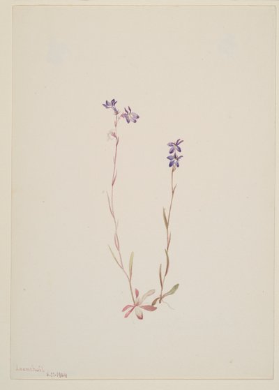 Lobelia Kalmii door Mary Vaux Walcott
