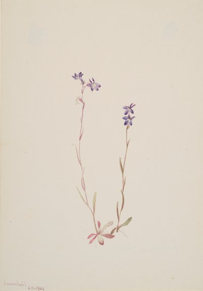 Lobelia Kalmii, 1904 door Mary Vaux Walcott