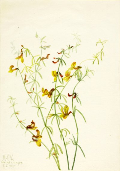 Lotus puberulus door Mary Vaux Walcott