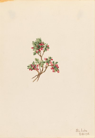 Lage vossenbes (Vaccinium caespitosum) door Mary Vaux Walcott