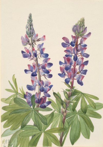 Lupine Lupinus fornosus, 1935 door Mary Vaux Walcott
