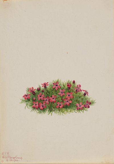 Mossteenbreek Silene acaulis, 1924 door Mary Vaux Walcott