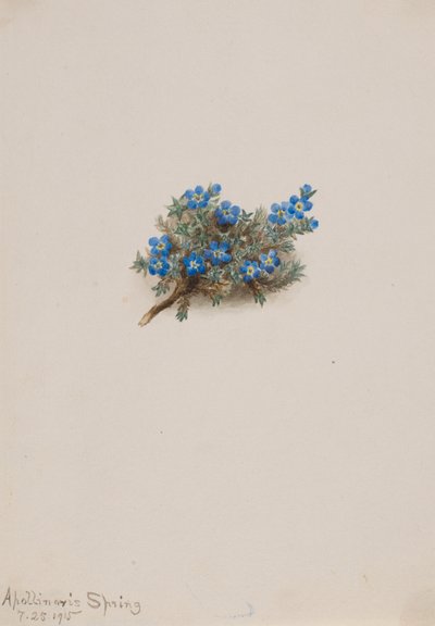 Moss Vergeet-mij-nietje door Mary Vaux Walcott